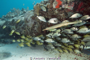 u/w caribbean reef, Playa del Carmen by Antonio Venturelli 